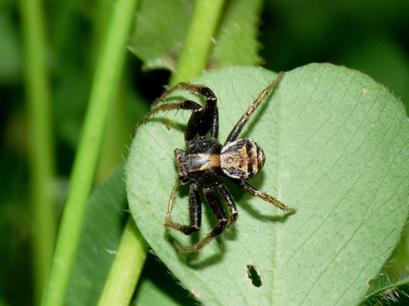 Ragno mangia Ragno - Xysticus ulmi